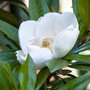 Magnolia 'Exmouth', 125/150 18L, Stermagnolia