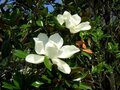 Magnolia grand. 'Goliath', 100/125 18L, Beverboom