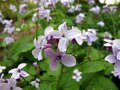 Lunaria rediviva