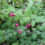 Symphoricarpos chen. 'Hancock', 20-30 cm P9, Sneeuwbes