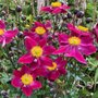 Anemone 'Fantasy Ariel', ® Anemoon