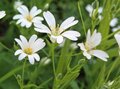Stellaria holostea, Grote muur