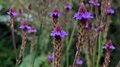 Verbena macdougalii 'Lavender Spires', IJzerhard