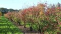 Acer griseum, 175/200 cm 20L, meerstammig