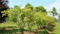 Acer japonicum 'Aconitifolium', 175/200 cm 110L, meerstammig