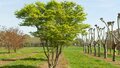 Acer palmatum meerst., 250/300cm 110L pot, Japanse esdoorn