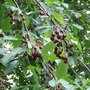 Prunus Avium, Wilde kers, 1+1 100/125