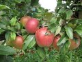 Malus 'Gloster', 10/12 Blote wortel, Lei-fruit voorgeleid met rek