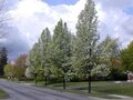 Pyrus call. 'Chanticleer', 10/12 Draadkluit, Sierpeer