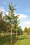 Ginkgo bil. 'Tremonia', 6/8 Kluit, Japanse notenboom