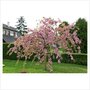 Prunus ser. 'Kiku-shidare-zakura', stam 150 cm Pot, Japanse sierkers