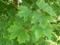 Acer platanoides, Noorse esdoorn, bosplantgoed, 1+1 60-100