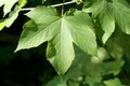 Acer pseudoplatanus, Gewone esdoorn, bosplantgoed, 1+1 60-100