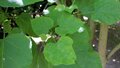 Catalpa bignonioides, Trompetboom, bosplantgoed, 1+1 60-100