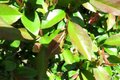 Chaenomeles japonica, Japanse kwee, bosplantgoed, 1+1 40-60