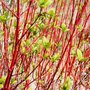 Cornus alba 'Westonbirt', Witte Kornoelje, bosplantgoed, 0+2 60-80