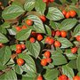 Cotoneaster franchetii, Dwergmispel, bosplantgoed, 1+1 40-60