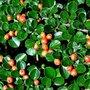 Cotoneaster simonsii, Himalaya Dwergmispel, bosplantgoed, 1+1 40-60