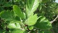 Crataegus Laevigata, Tweestijlige meidoorn, bosplantgoed, 1+1 60-100