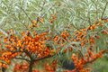 Hippophae rhamnoides, Duindoorn, bosplantgoed, 1+1 60-100