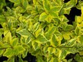 Ligustrum oval. 'Aureum', Haagliguster, bosplantgoed, 0+2 40-60