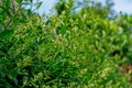 Ligustrum vulg. 'Lodense', Liguster, bosplantgoed, 0+2 30-40