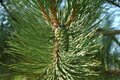 Pinus nigra nigra, Zwarte den, bosplantgoed, 2+1 20-40
