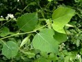 Populus tremula, 1+1 60-100, Ratelpopulier, bosplantgoed