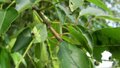 Prunus padus, Inheemse vogelkers, bosplantgoed 1+1 60-100