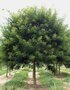Sophora jap. 'Regent', 10/12 Blote wortel, Honingboom