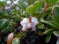 Arctrostaphylos uva-ursi, 1.5L Beredruif