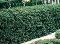 Ilex cren. 'Green Hedge' 4L, 40-50 Hulst