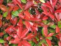 Photinia fras. 'Red Robin', 60-80 5L, Glansmispel