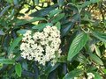 Viburnum 'Pragense', 40-50 7.5L, Sneeuwbal