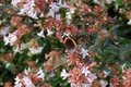 Abelia grandiflora, 80-100 20L