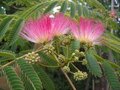 Albizia julibrissin 'Ombrella', 100-125 10L, Perzische slaapboom