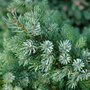 Picea omomorika 'Nana', 15-25 5L, Servische spar
