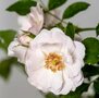 Rosa 'Ice Meidiland', 1.5L, Trosrozen