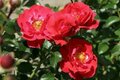 Rosa 'Flower Carpet Heidefeuer', Blote wortel, Trosrozen
