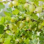 Ribes uva crispa 'Hinnonmaeki Grön', 90cm Stam, Stekelbes, Kruisbes