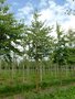 Cercis siliquastrum, 8/10 cm 30L, Judasboom