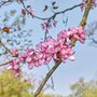 Cercis siliquastrum, 8/10 cm 30L, Judasboom