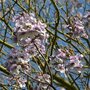Paulownia tomentosa, 12/14 Blote wortel