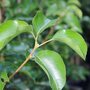 Pyrus call. 'Chanticleer', 8/10 Blote wortel, Sierpeer