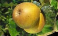 Malus 'Gris de Brabant', HOOGSTAM