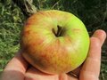 Malus 'Cwastresse Double', HALFSTAM