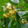 Prunus 'Buttn. Gelbe Knorpelkirsche', STRUIK