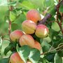 Prunus armeniaca 'Bergeron', Abrikoos, HALFSTAM