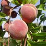Prunus 'Fertile de September', HALFSTAM