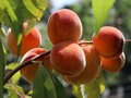 Prunus 'Red Haven', HALFSTAM
